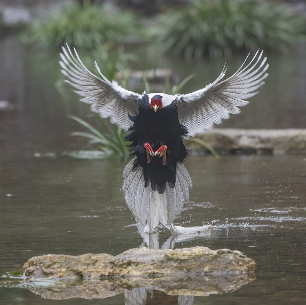 Dancing over the water