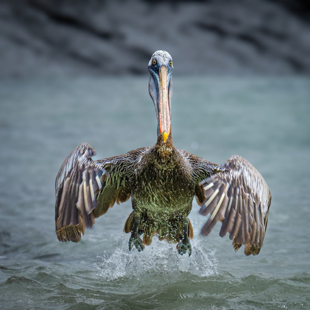 Galapagos Pelican