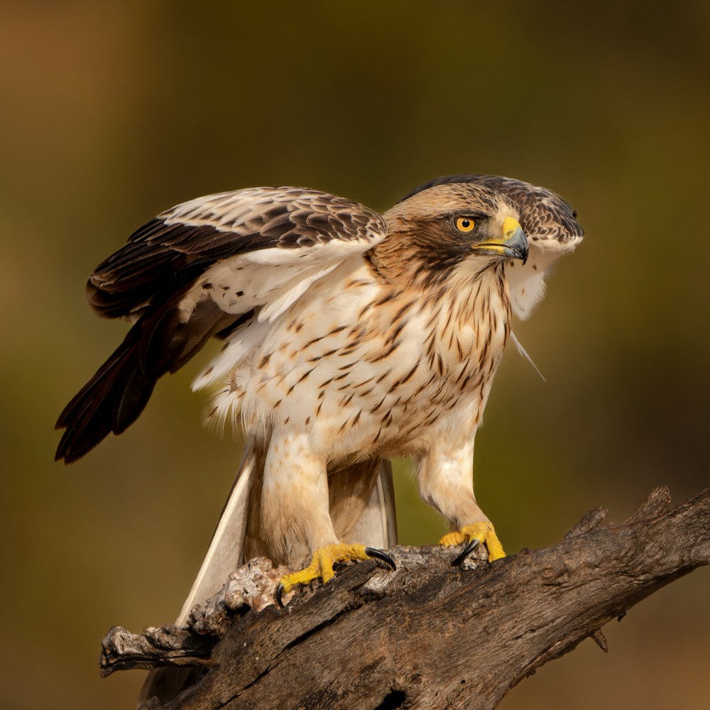 Booted eagle