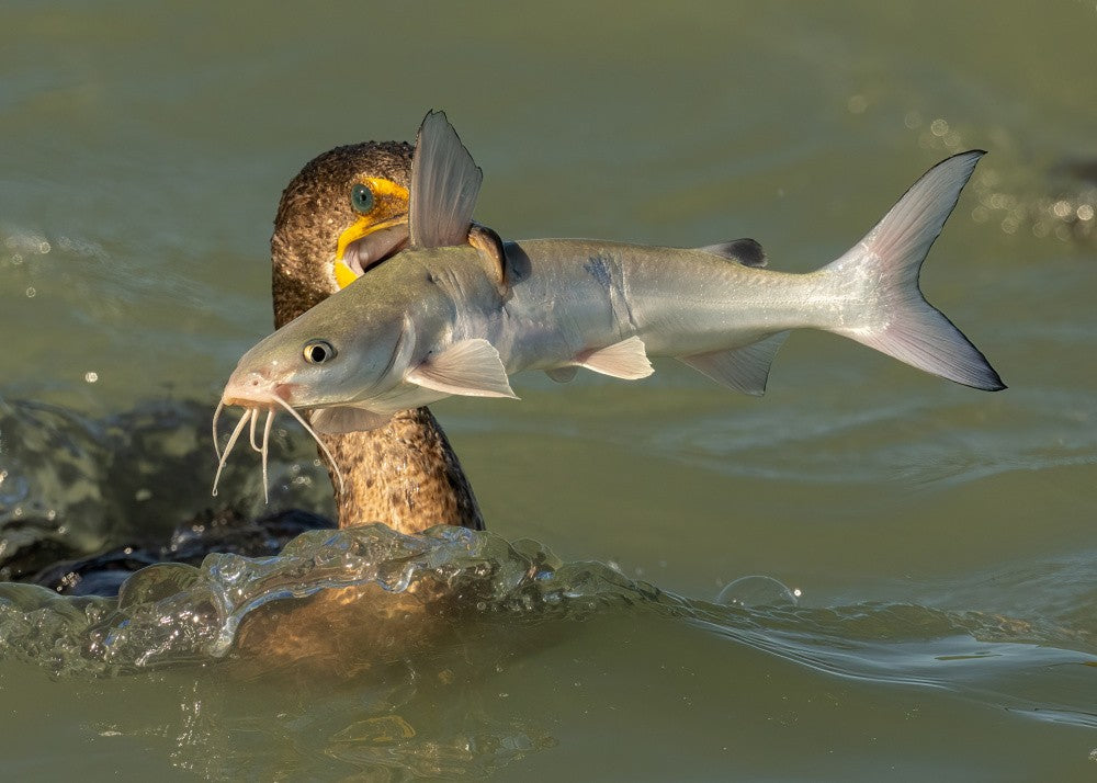 Can I swallow this giant fish?