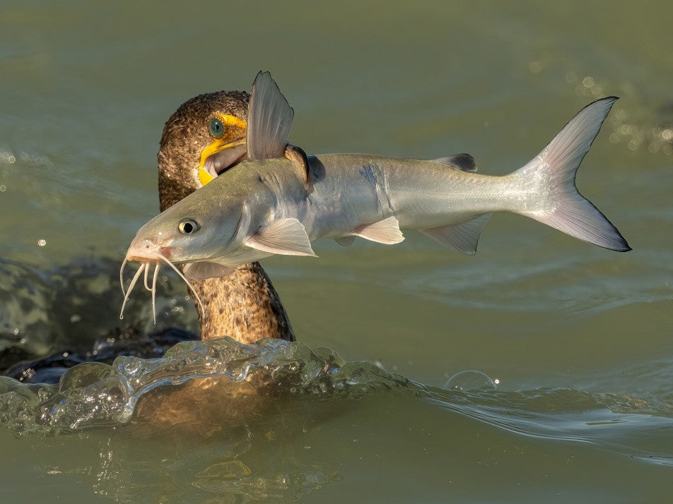 Can I swallow this giant fish?