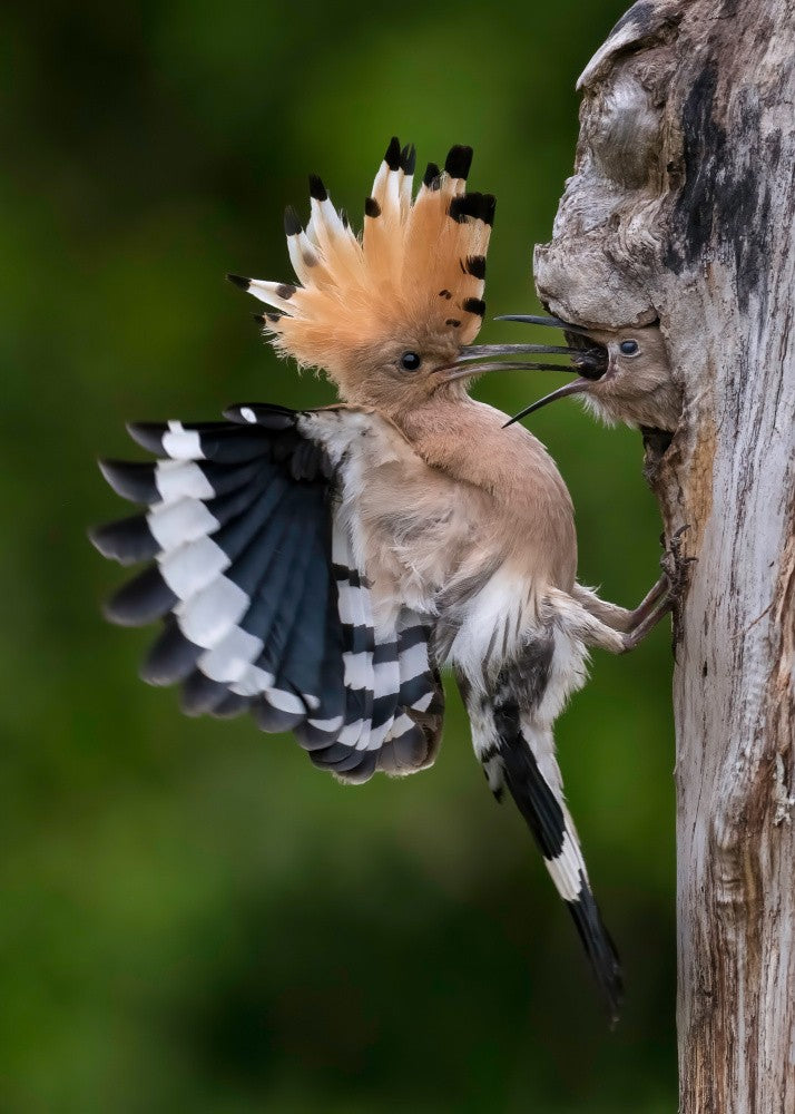 Feeding