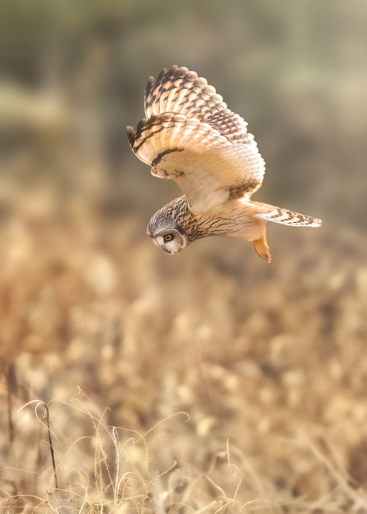 Short eared Owl