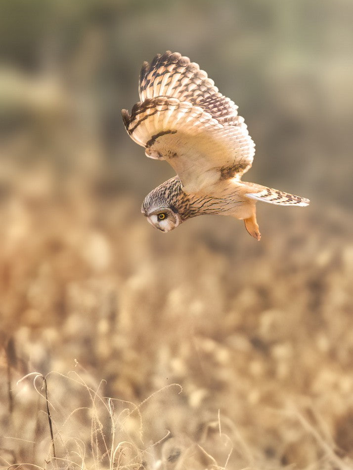 Short eared Owl