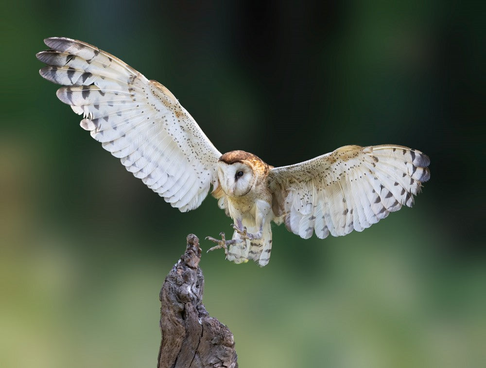 Landing