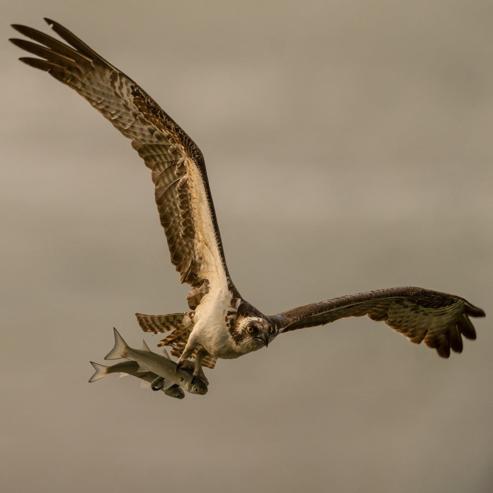 Osprey Catching Two Fishes