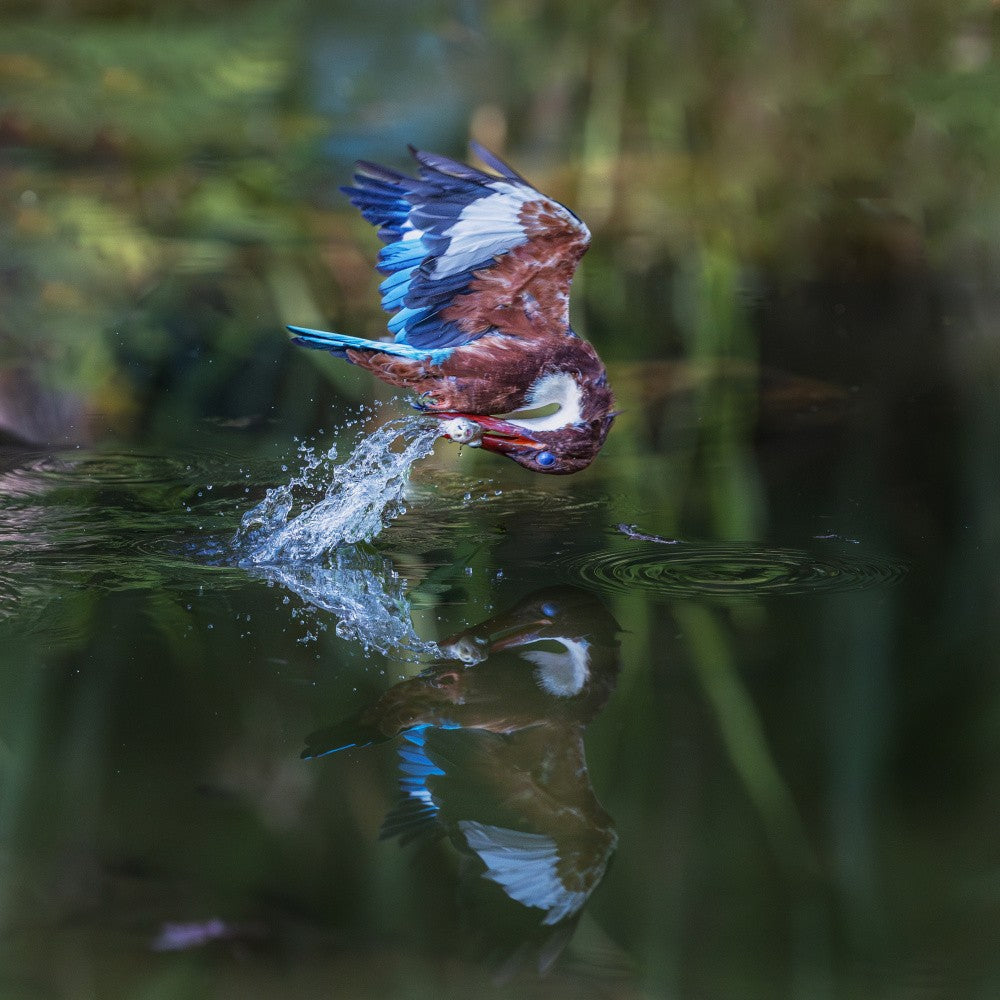white-throated kingfisher