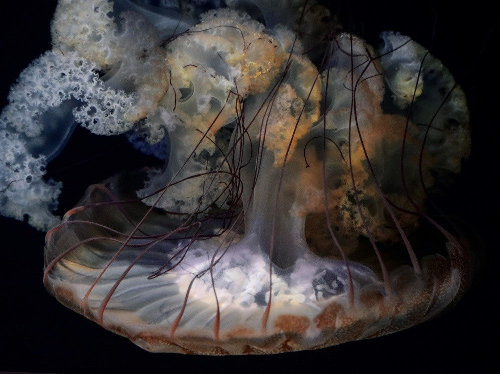 The parts of a Jellyfish