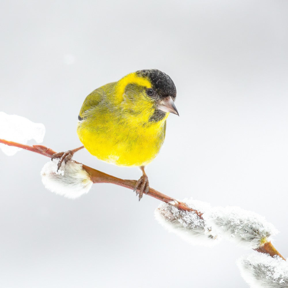 Little yellow bird in a white world.