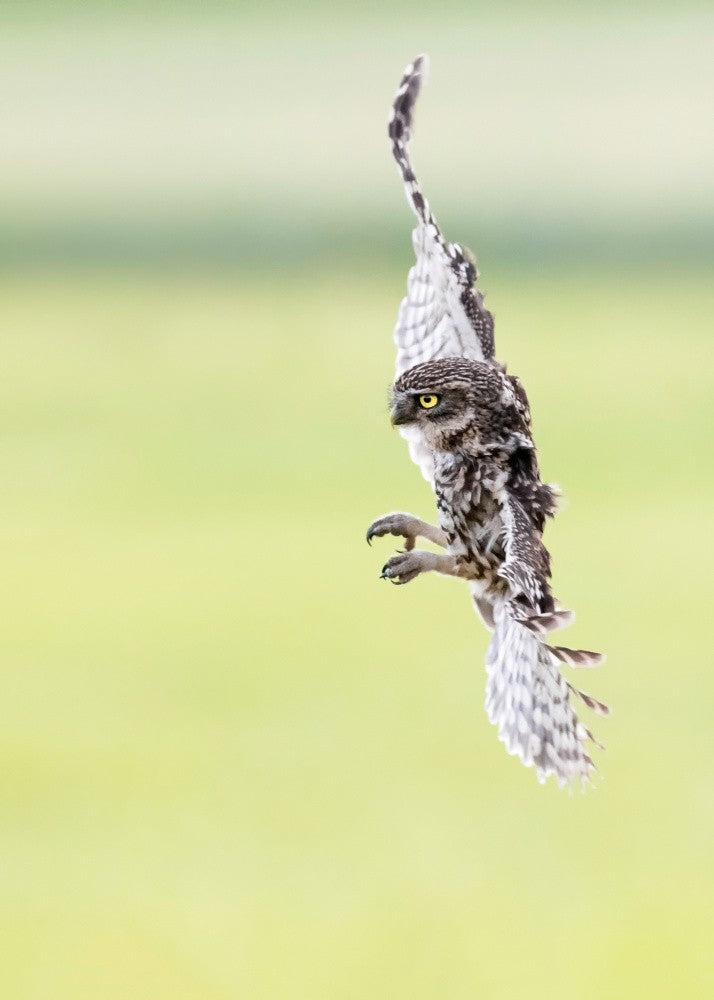 Little Owl