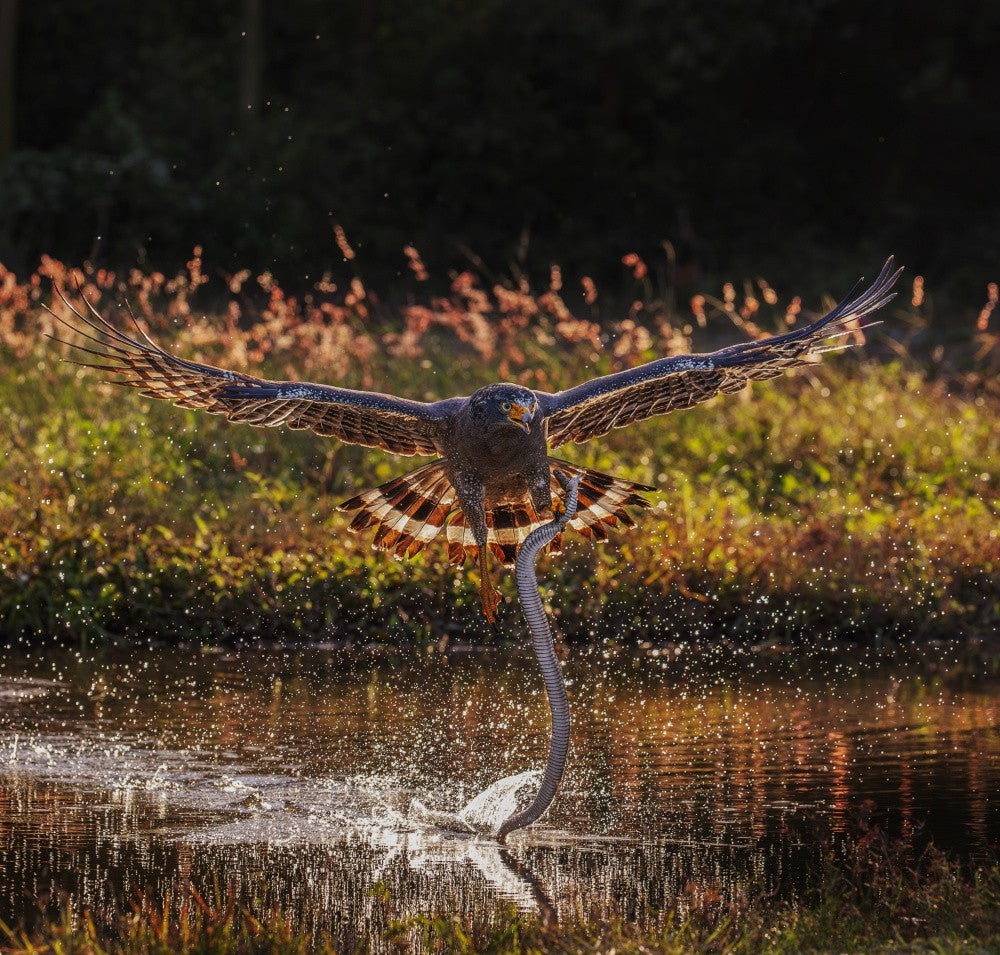 Crested Serpent Eagle