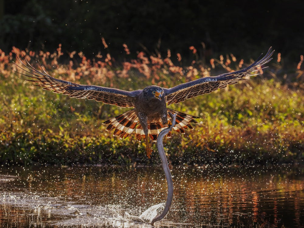 Crested Serpent Eagle