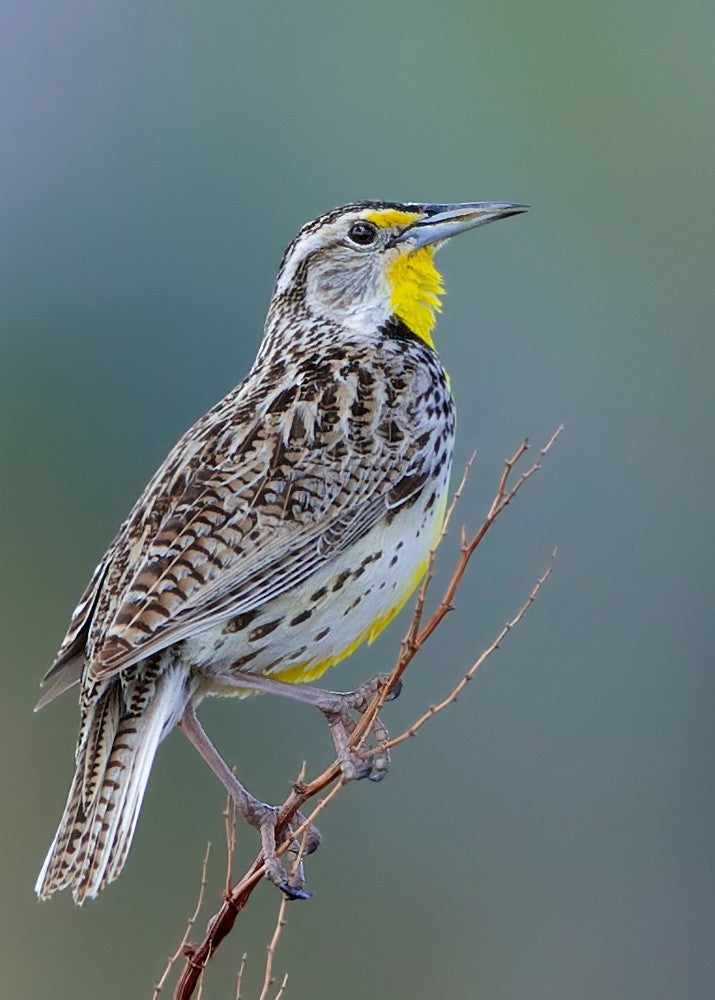 Western Meadowlark