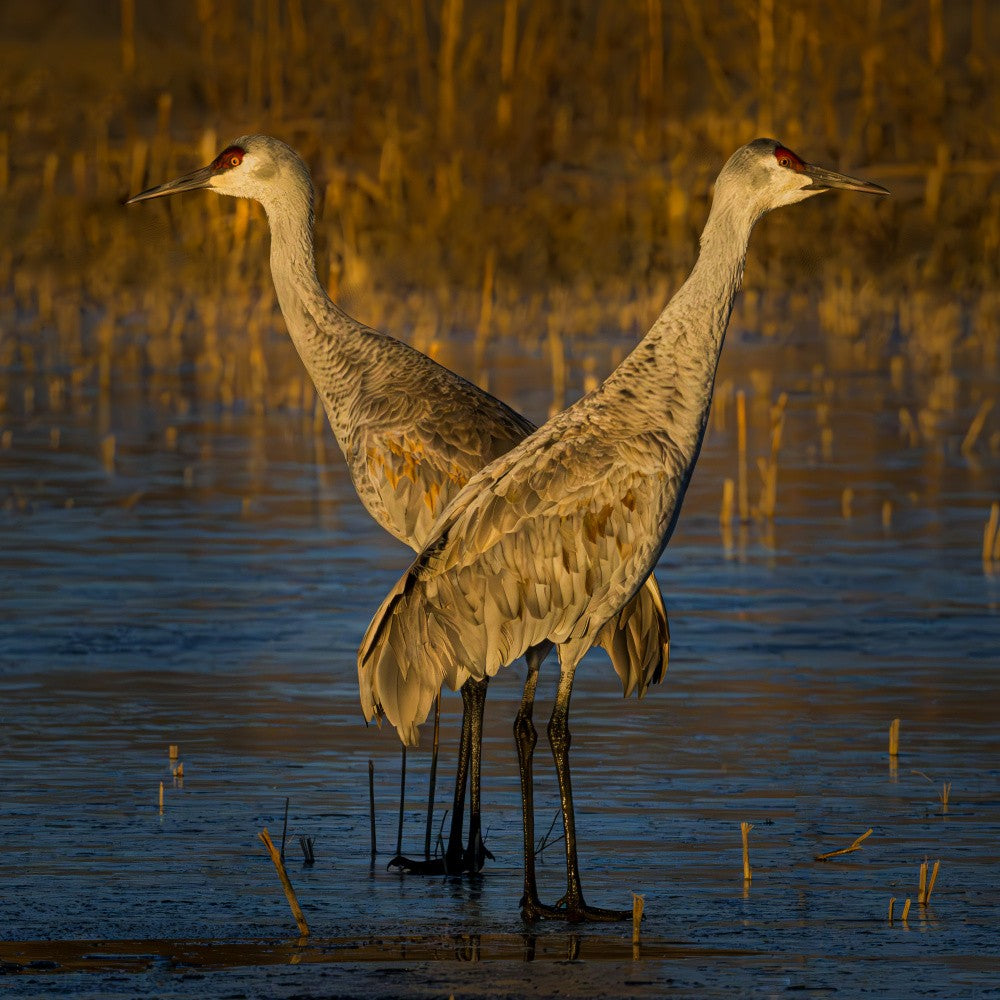Stand Guard on Ice - Sandhill Cranes