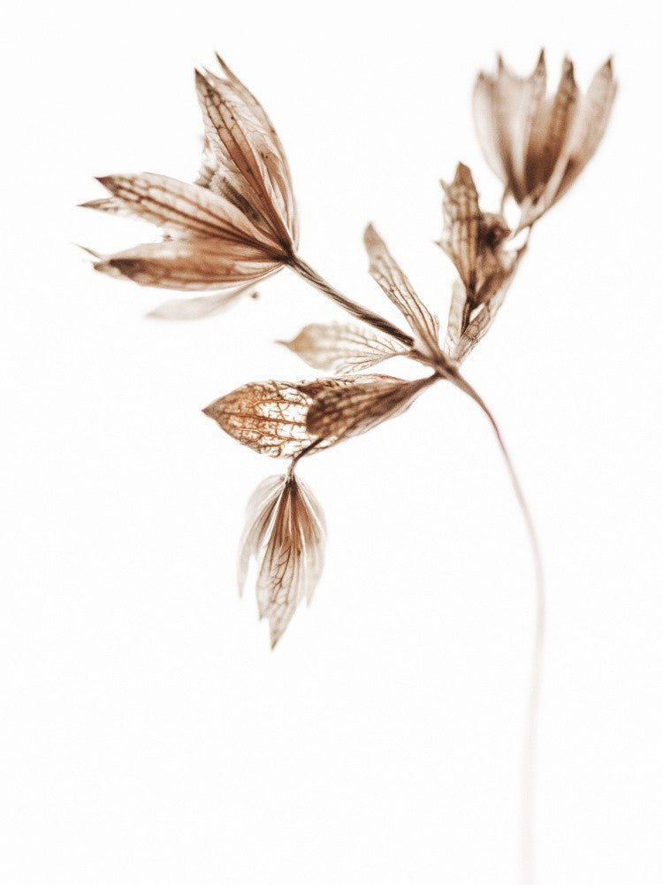 Delicate Plant I