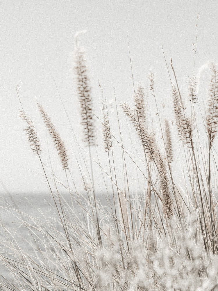 Gras