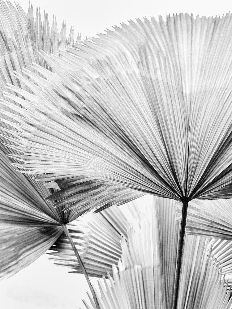 Blatt II