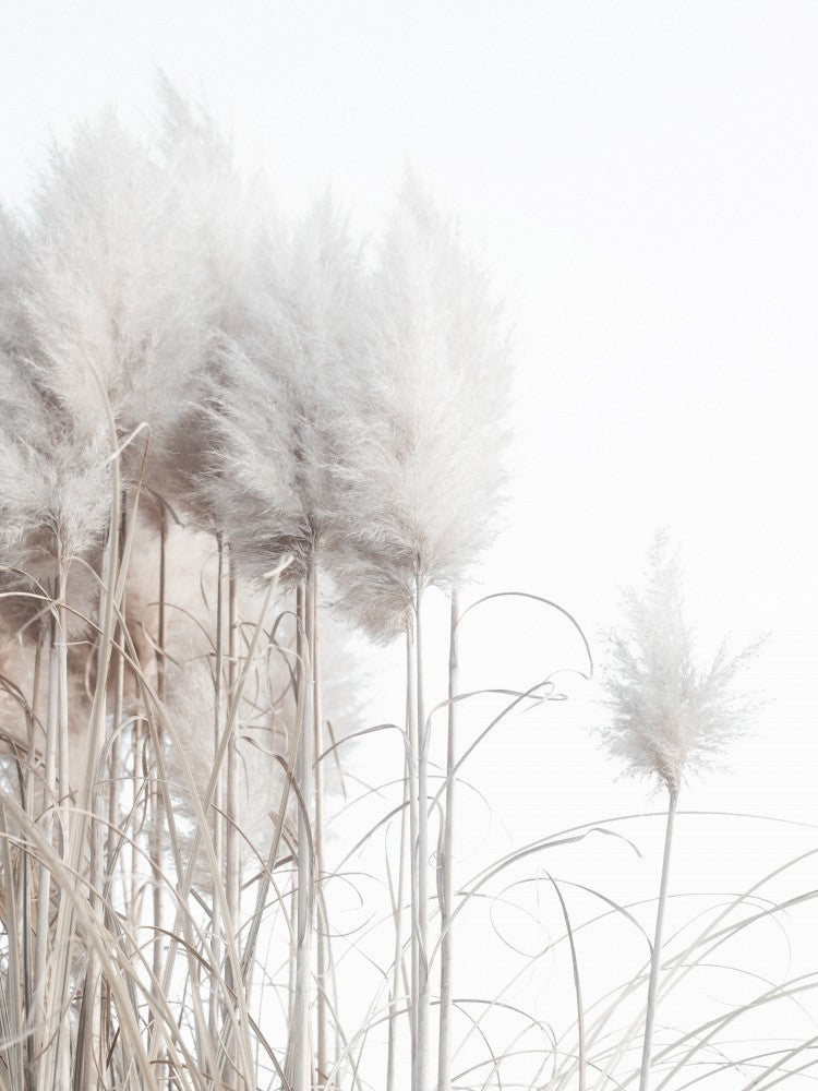 Pampas Grass I