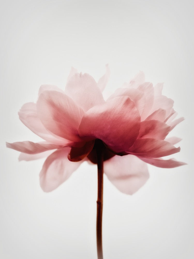 Rosa Pfingstrose