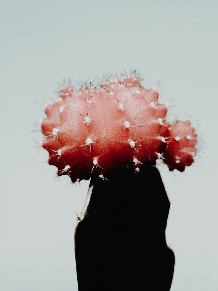 Cacti