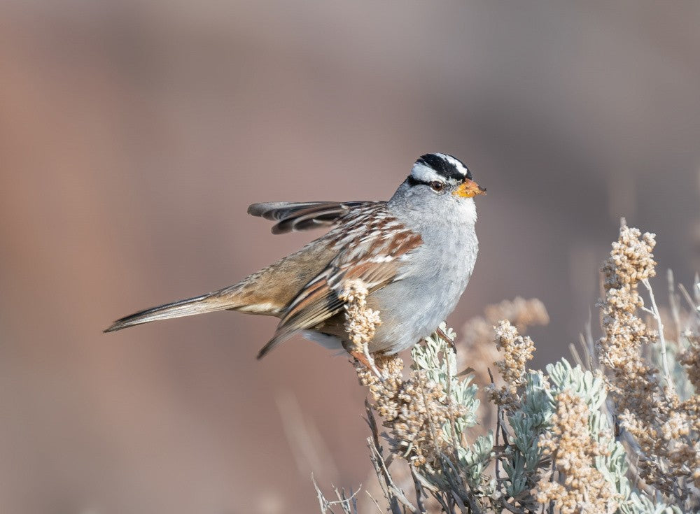 White-crowned sparrow