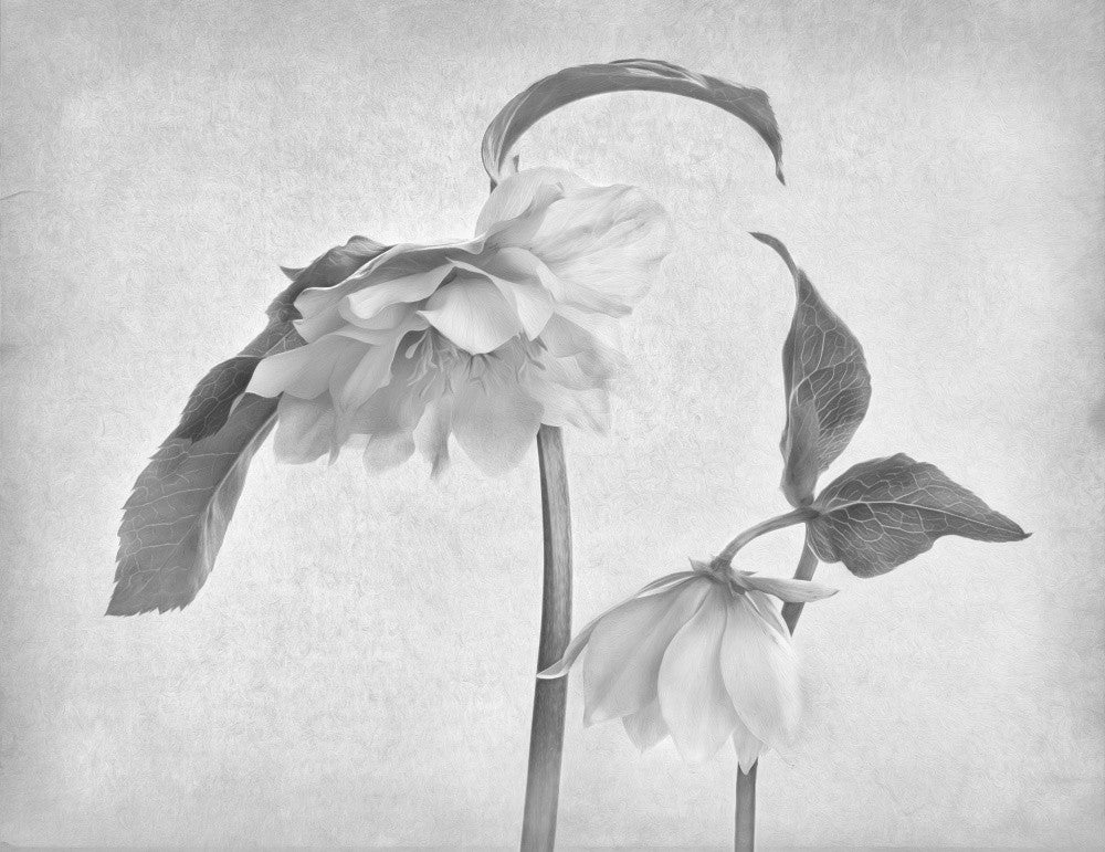 Hellebores