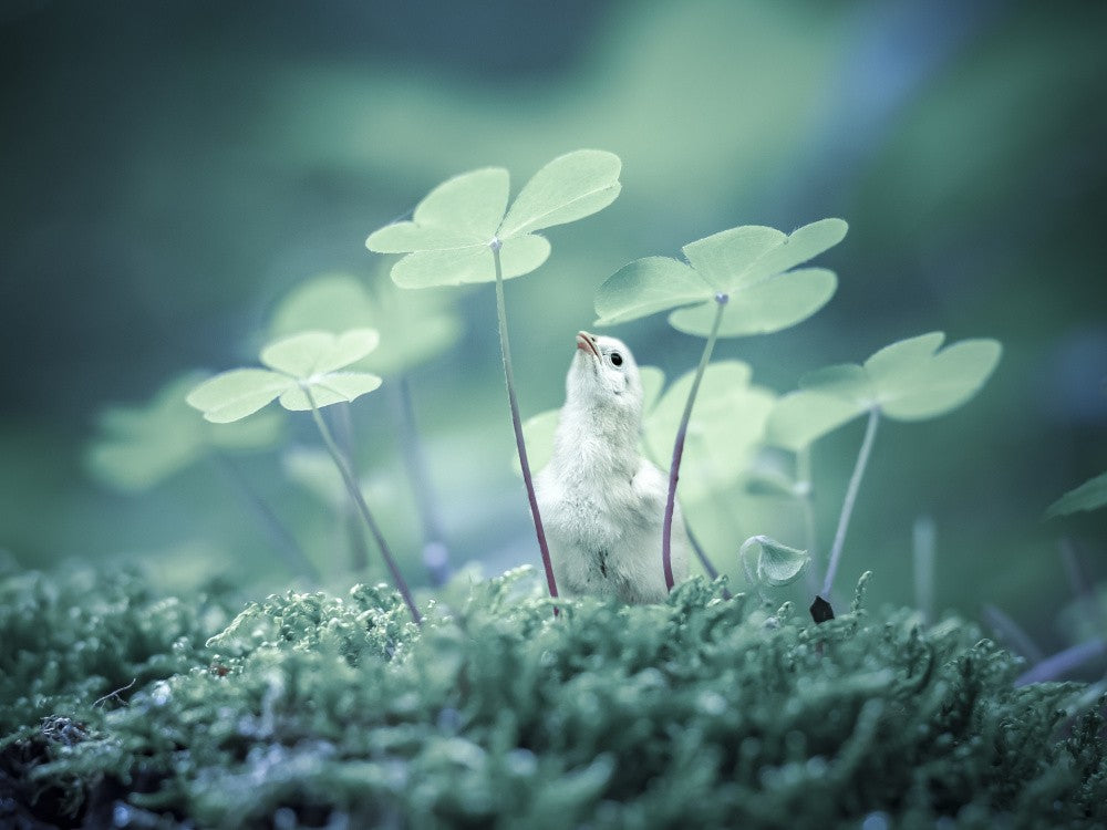 At the edge of the grass