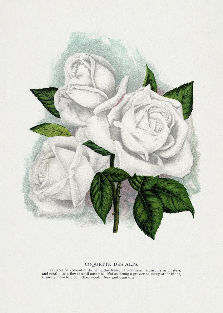 Weiße Rose, Coquette Des Alps Lithographie