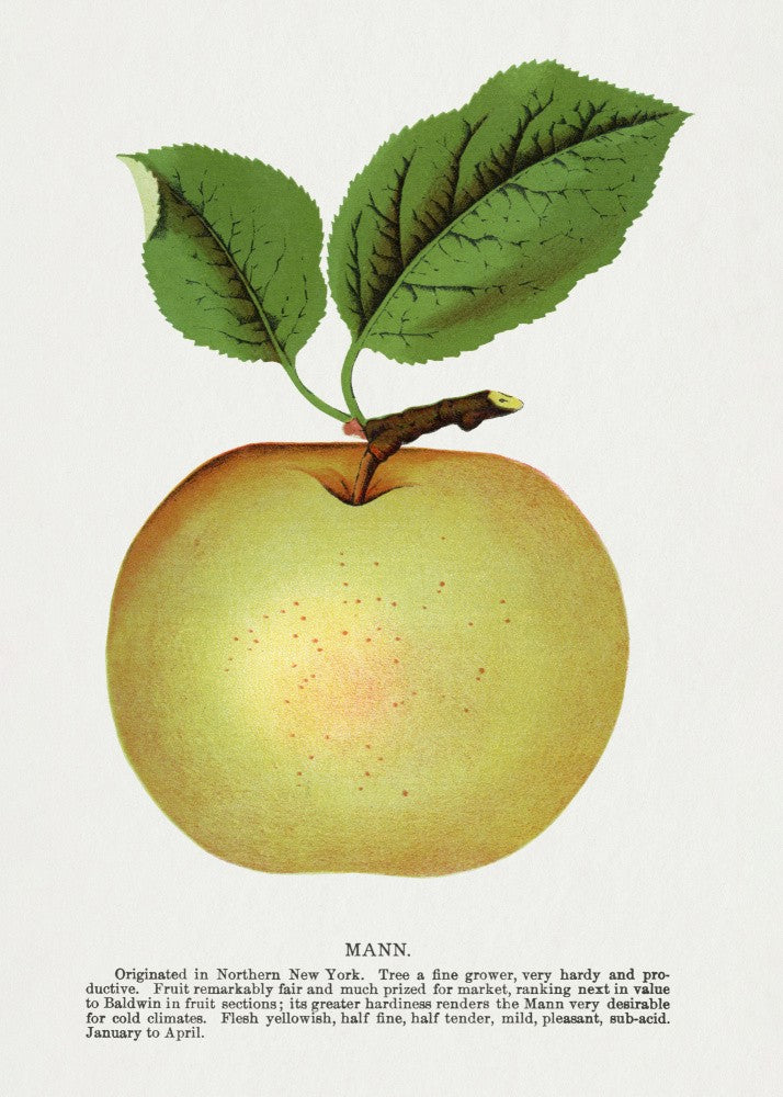Mann Apfel Lithographie
