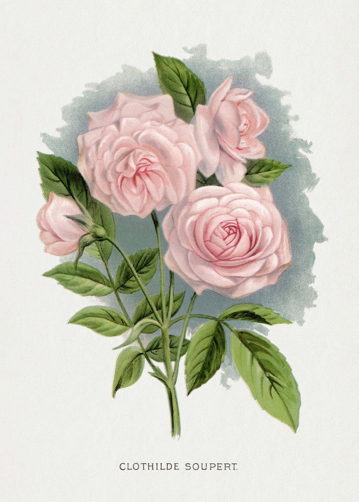 Pink Rose, Clothilde Soupert Lithograph