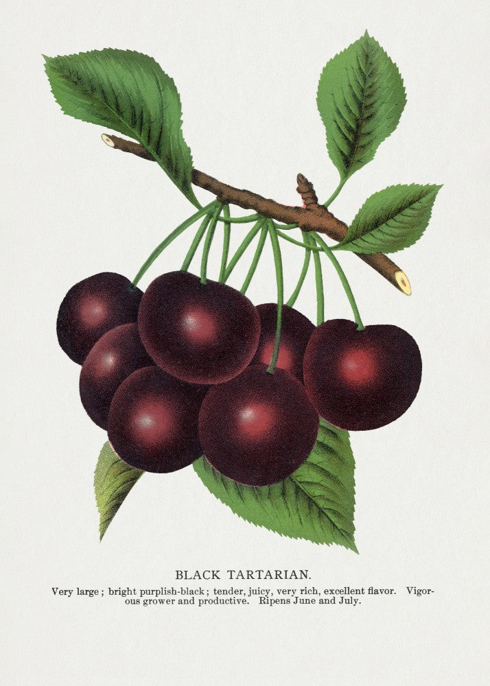 Black Tartarian Cherry Lithografie