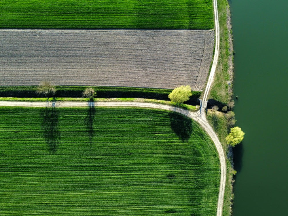 Willows