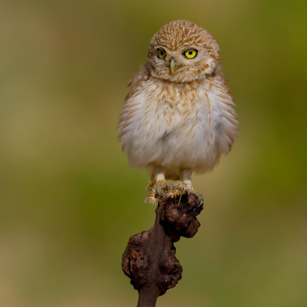Little owl