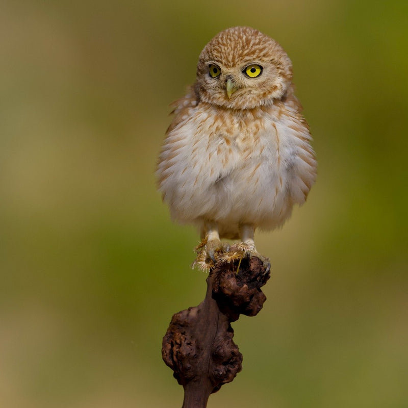 Little owl