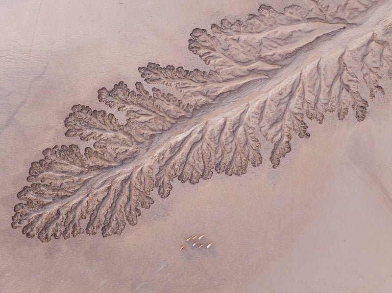 Troupeaux d'élans sur la plage
