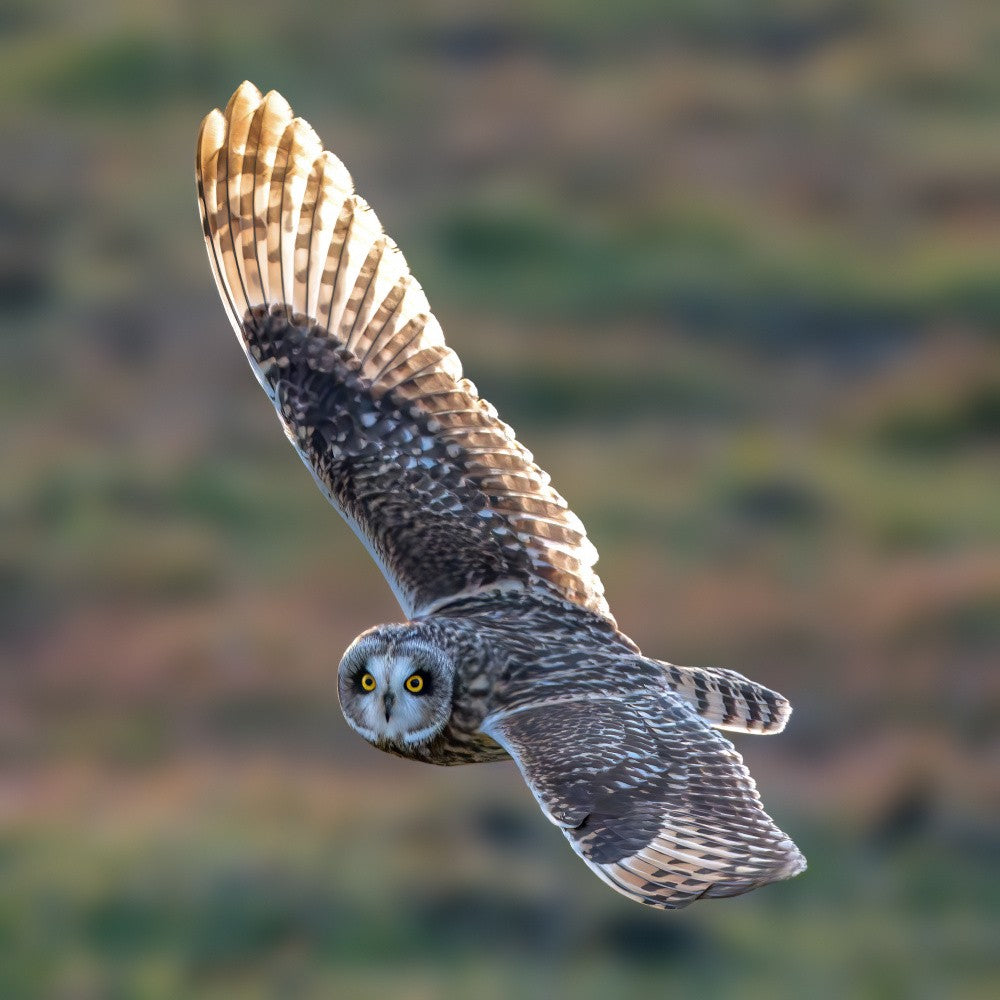 Backlight short eared owl