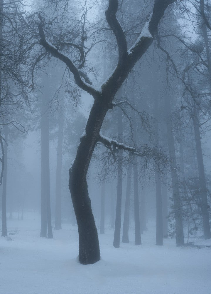 Dancing Tree