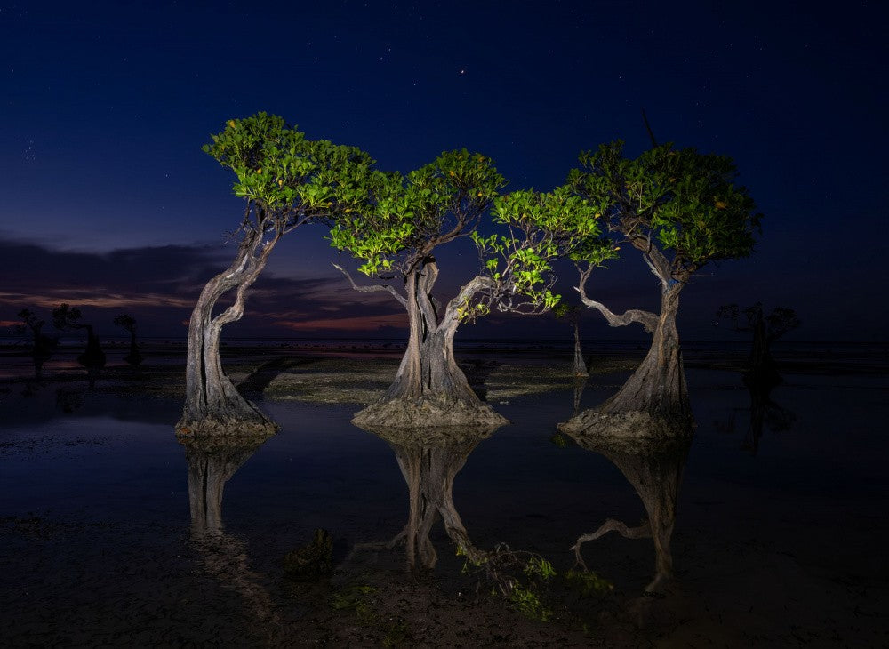 Dancing Trees at Walakiri