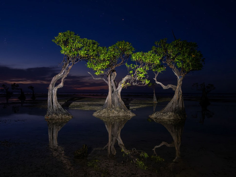Dancing Trees at Walakiri