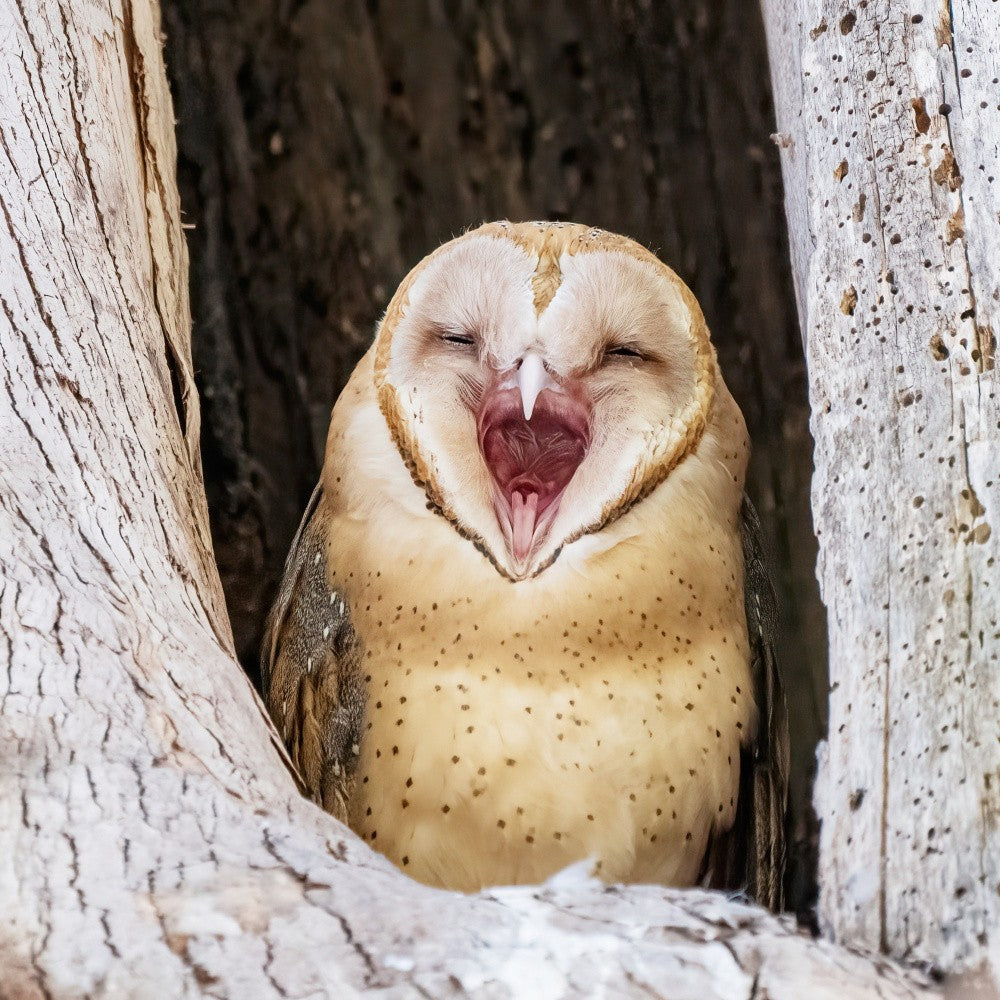 American barn owl yawning