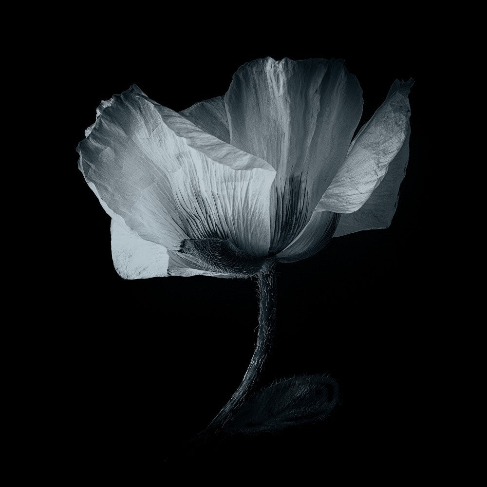 Papaver