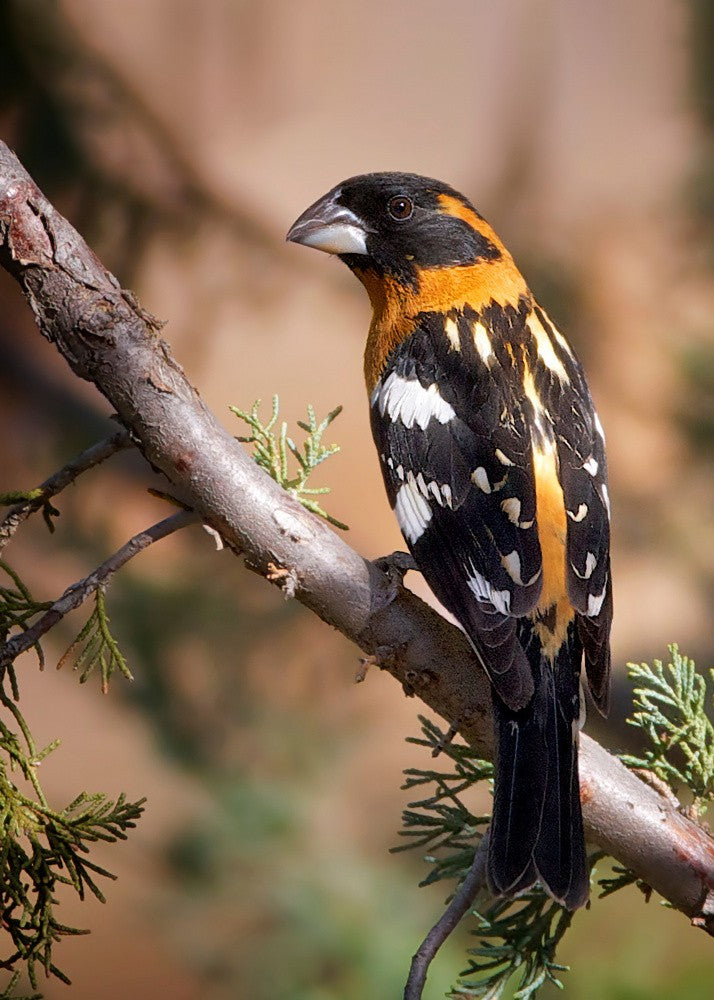 Black-headed Grosbeak / male