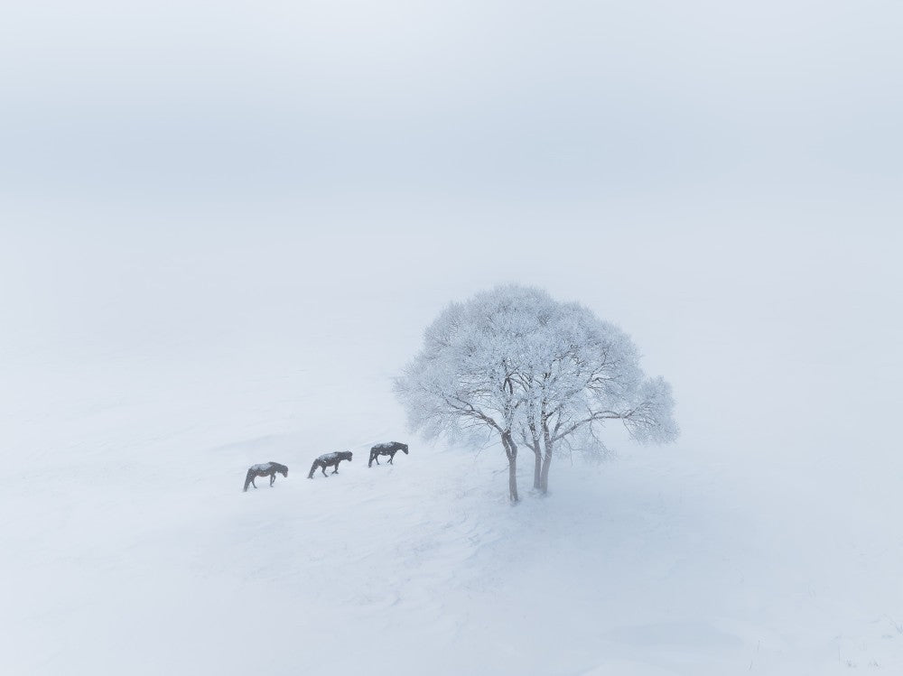 The winter
