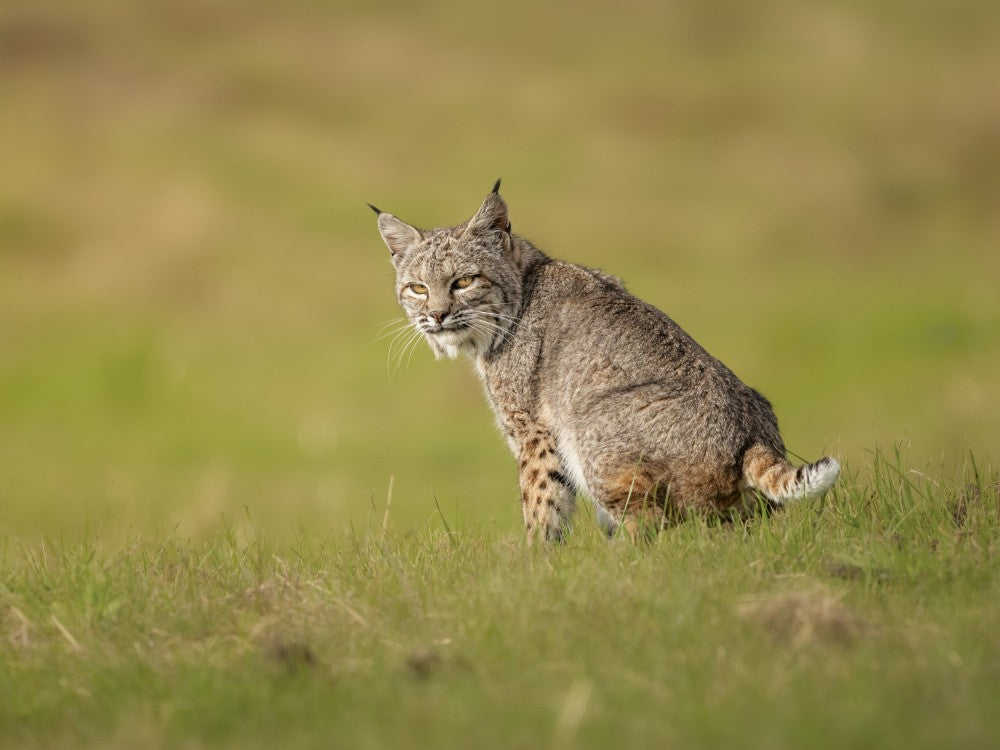 On the lookout