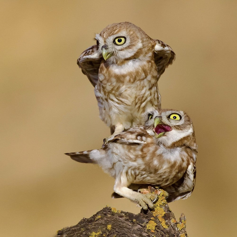 Little owl