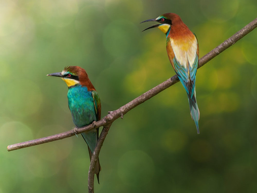 A bit of gossip