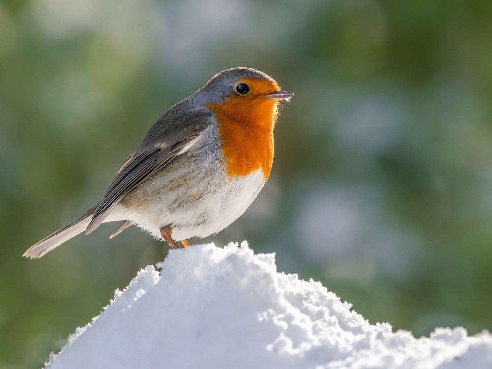 Robin.