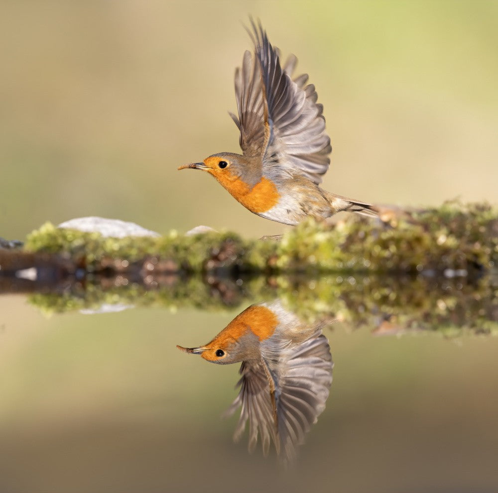 The departure of Robin