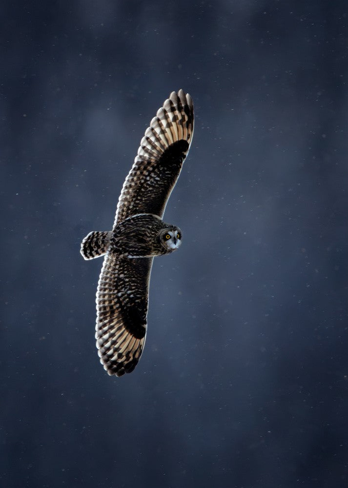 Short-eared Owl