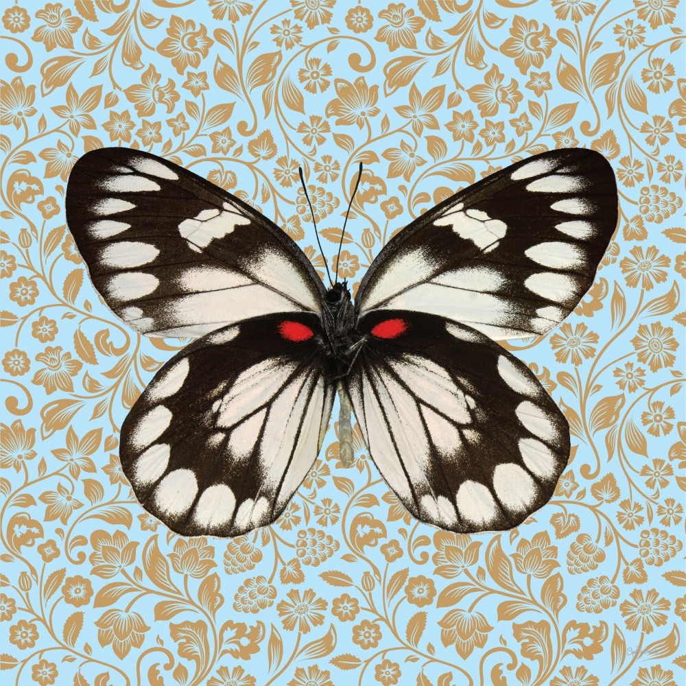 Schmetterling #1